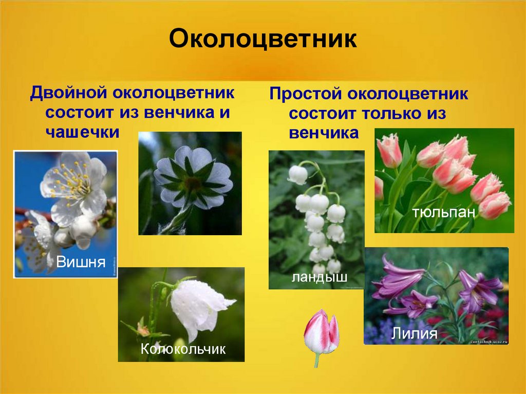 Какой околоцветник у растений. Двойной околоцветник. Околоцветник это в биологии 6. Растения с двойным околоцветником. Венчик двойного околоцветника.