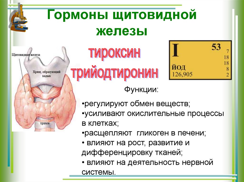 Тироксин функции гормона