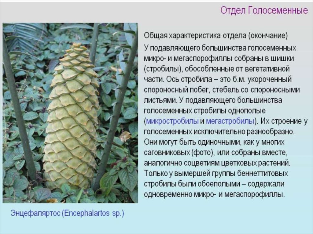 Общая характеристика голосеменных. Отдел Голосеменные. Сообщение о голосеменных растениях. Макростробилы голосеменных. Характеристика отдела Голосеменные.