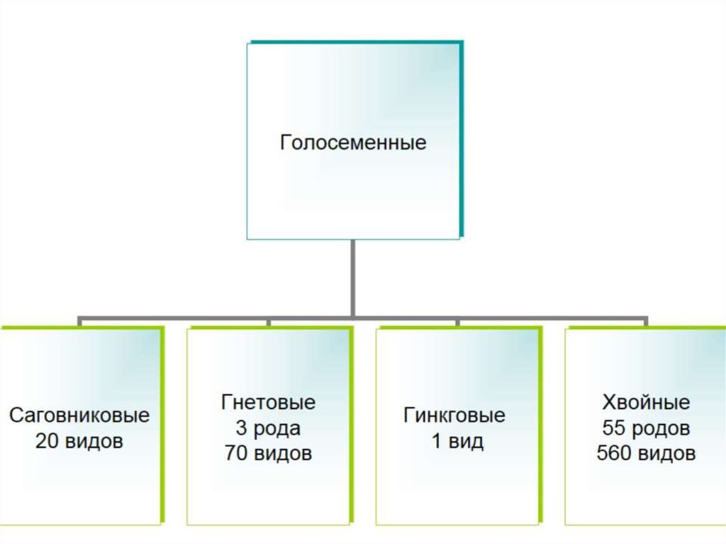 Голосеменные растения ментальная карта