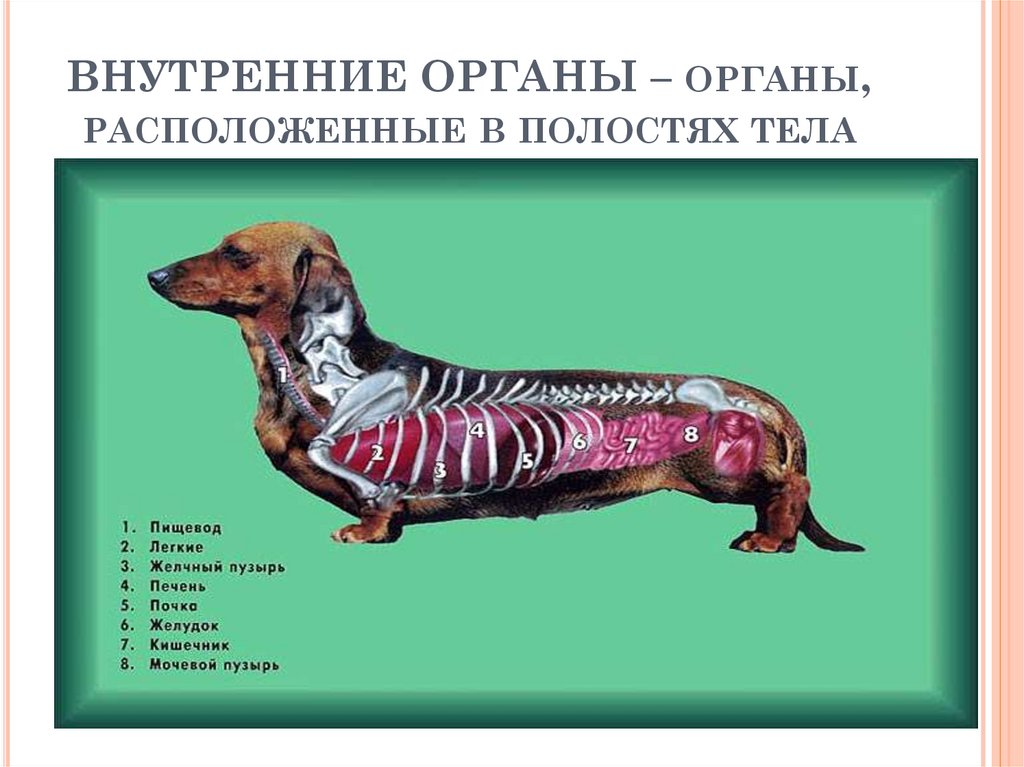 Назовите систему органов животных. Органы животных. Системы органов животных. Внутренние органы животного. Как выглядят органы животных.