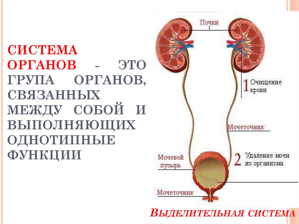 Название групп органов. Системы органов. Система органов определение. Систера органов. Системы органов это связанных.