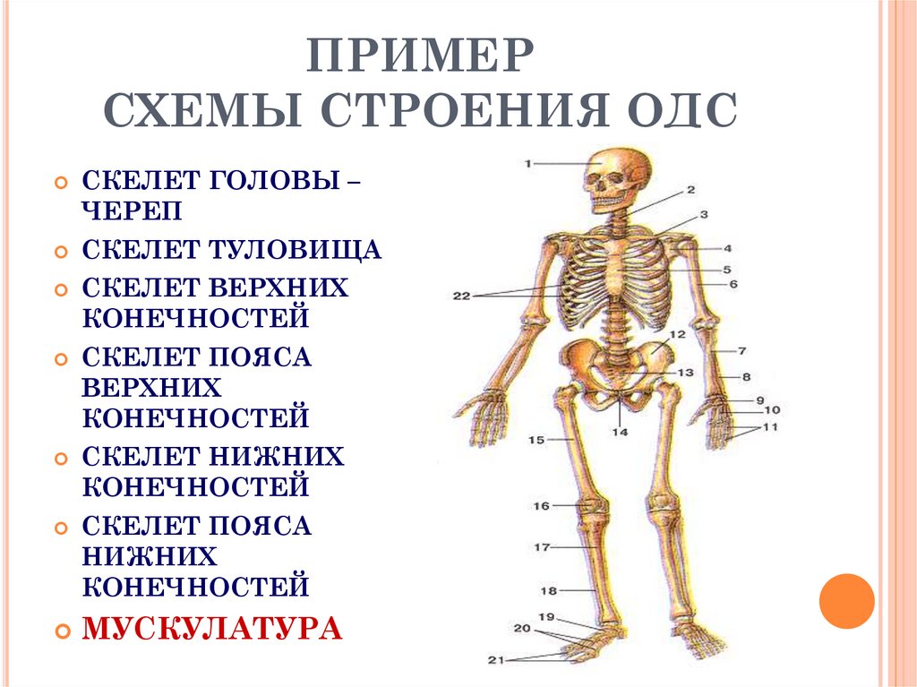 Скелет туловища конечностей. Скелет головы скелет туловища. Функции скелета 8 класс биология. Схема строения скелета. Схема строения скелета туловища\.