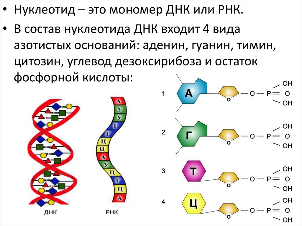 Состав нуклеотида молекулы рнк