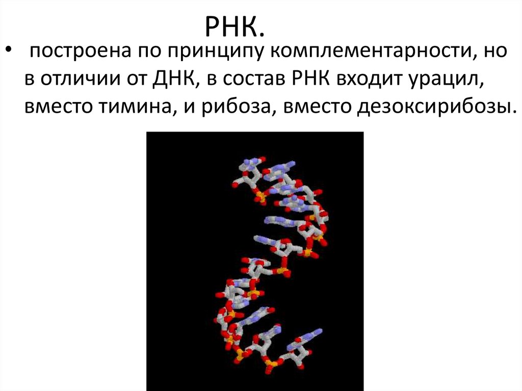 Рнк 8. Тимин у ДНК И РНК. РНК урацил вместо. Урацил в ДНК. ДНК РНК урацил.