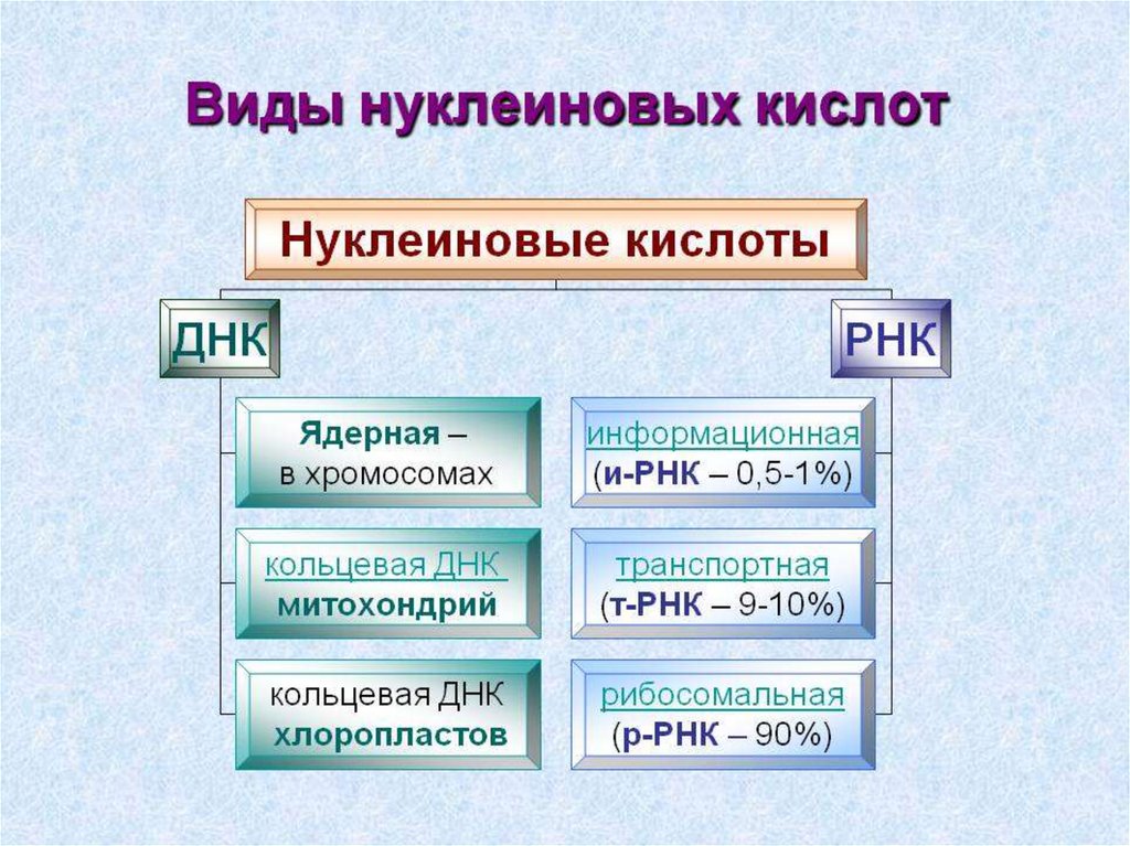 Биология нуклеиновые кислоты 9 класс презентация