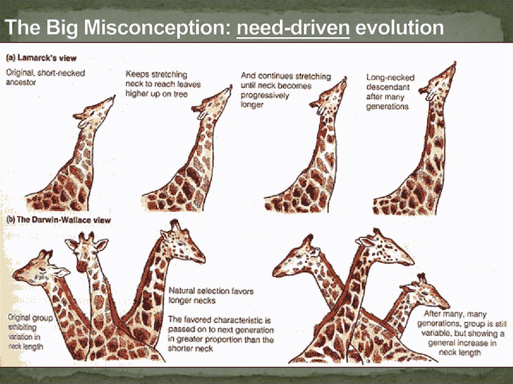 The Big Misconception: need-driven evolution