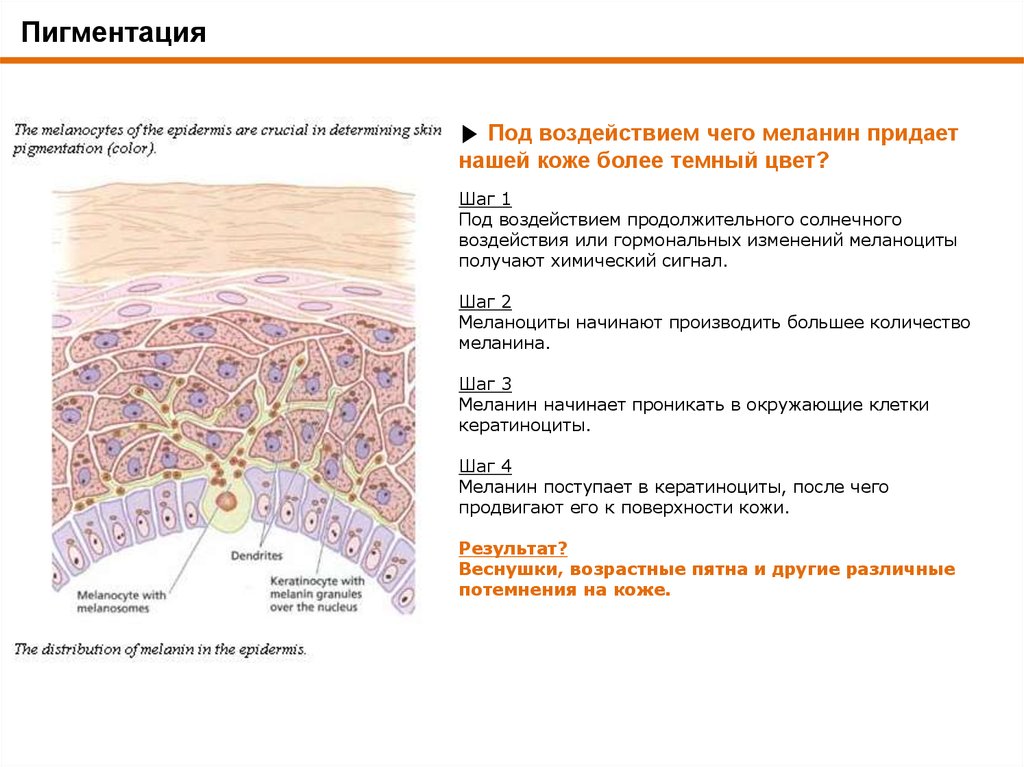 Пигмент меланин в каком слое. Меланин схема кожи. Синтез меланина в коже схема. Процесс образования пигментации.