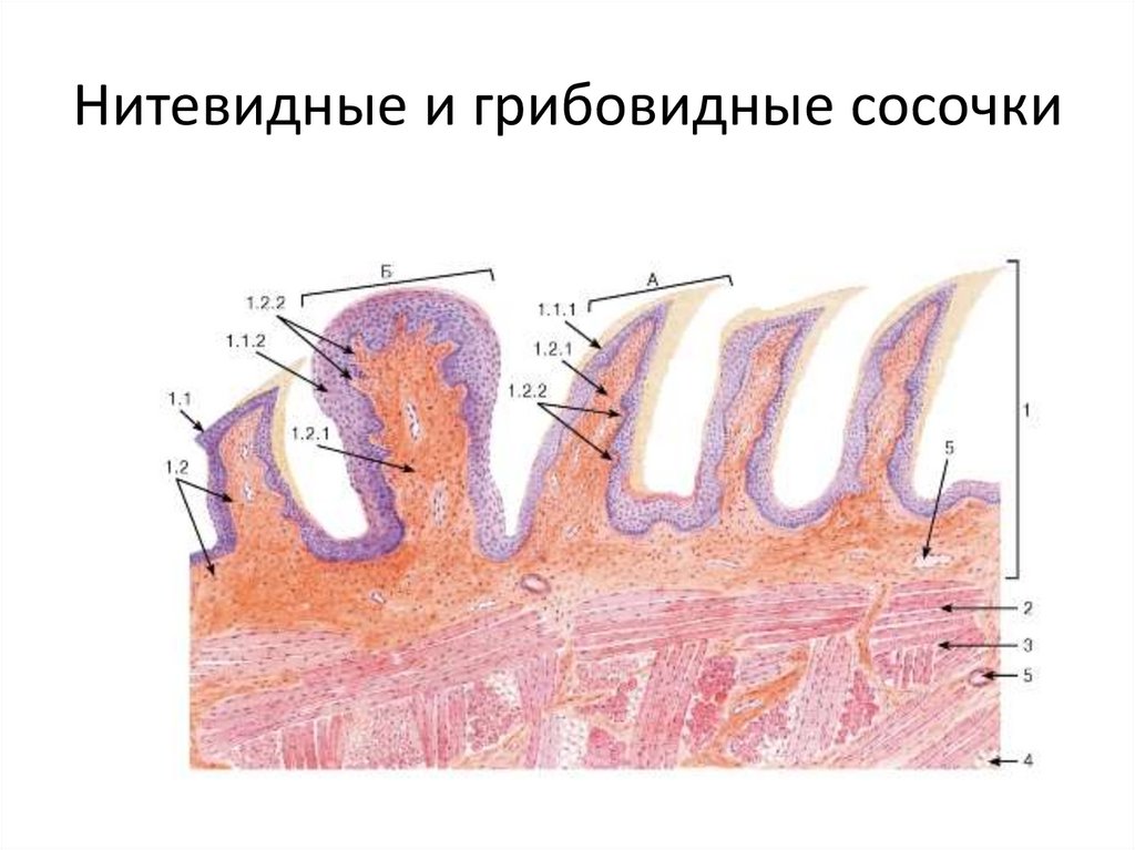 Нитевидные сосочки фото