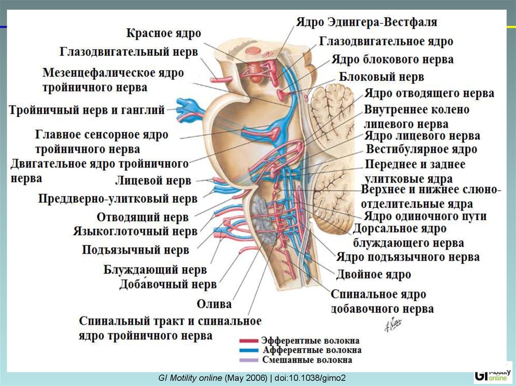 Ядро тройничного нерва находится. Чувствительное ядро тройничного нерва. Мостовое ядро тройничного нерва. Спинальное ядро тройничного нерва. Ядро спинномозгового пути тройничного нерва.