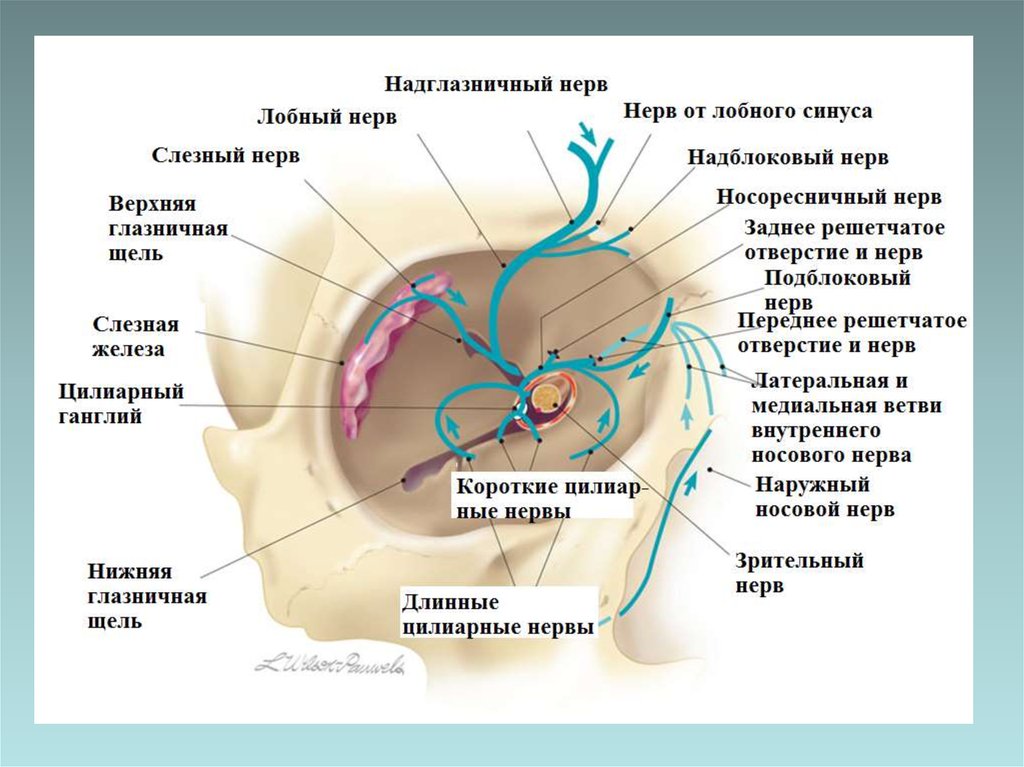 Слезная железа нерв. Иннервация глаза анатомия. Слезный нерв анатомия. Тройничный нерв анатомия. Чувствительная иннервация слезной железы осуществляется.