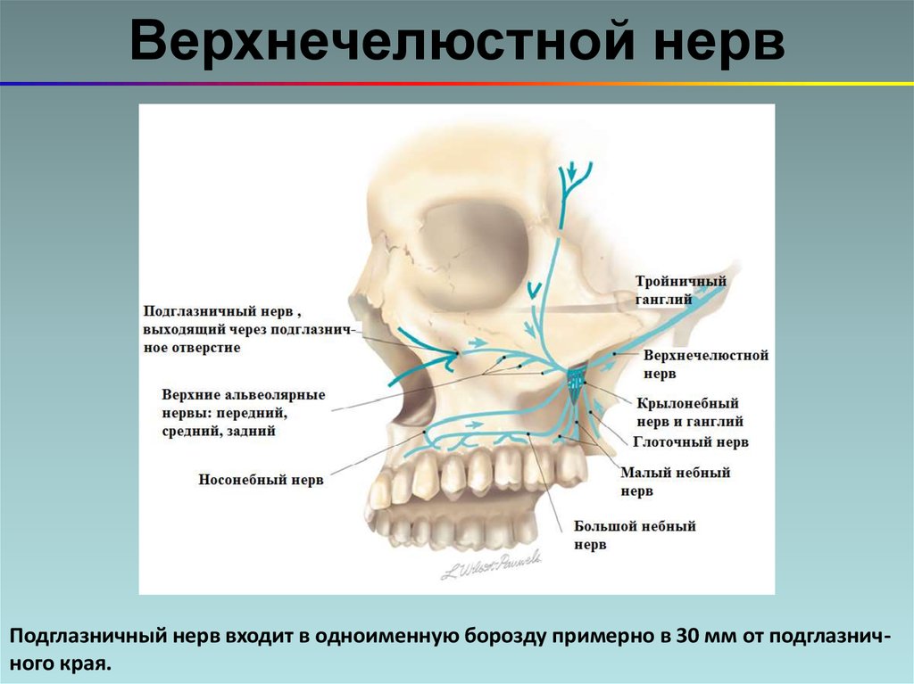 Иннервация верхней челюсти рисунок