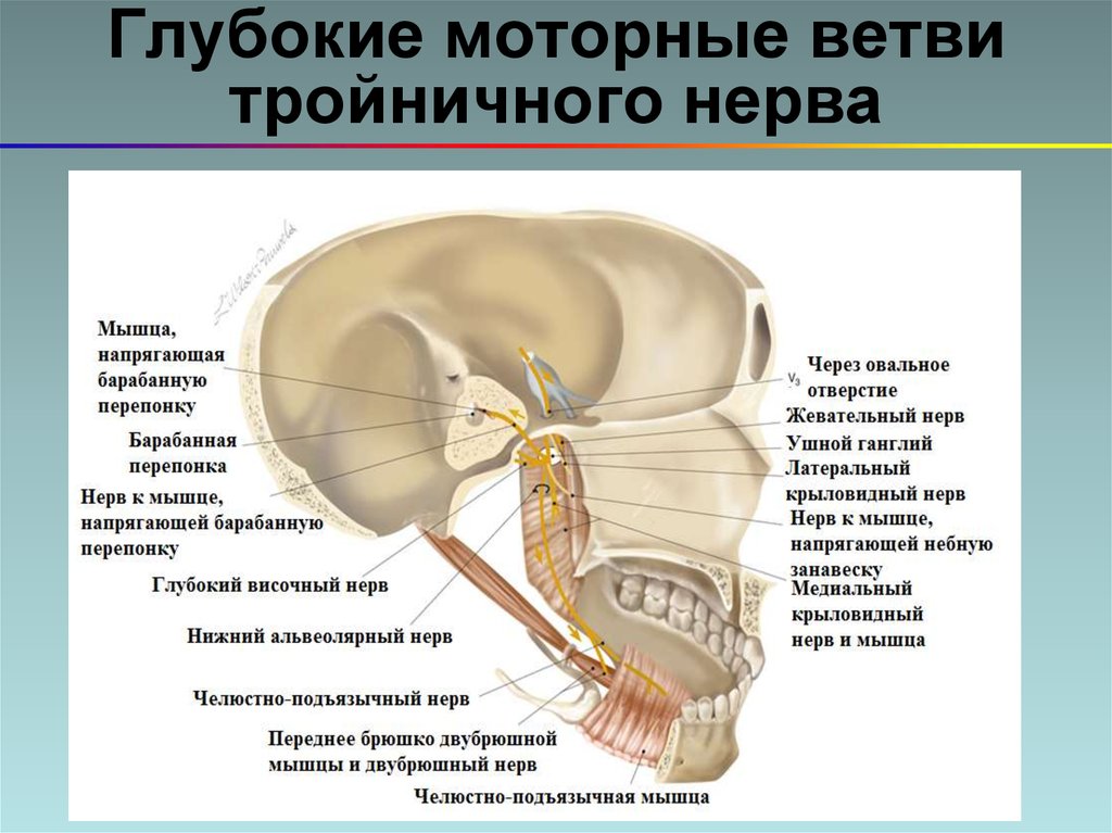 Ветви тройничного нерва. Глазной нерв тройничного нерва иннервация. Оболочечная ветвь тройничного нерва. Ганглий тройничного нерва. Двигательная порция тройничного нерва.