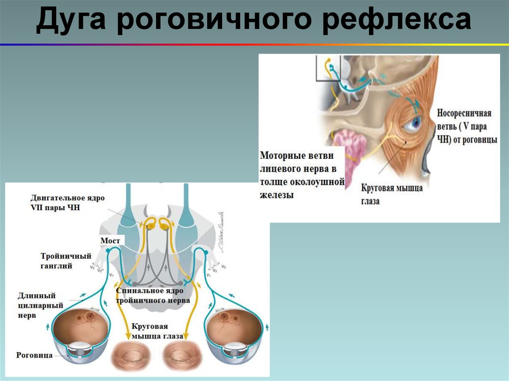 Мигательный рефлекс физиология схема