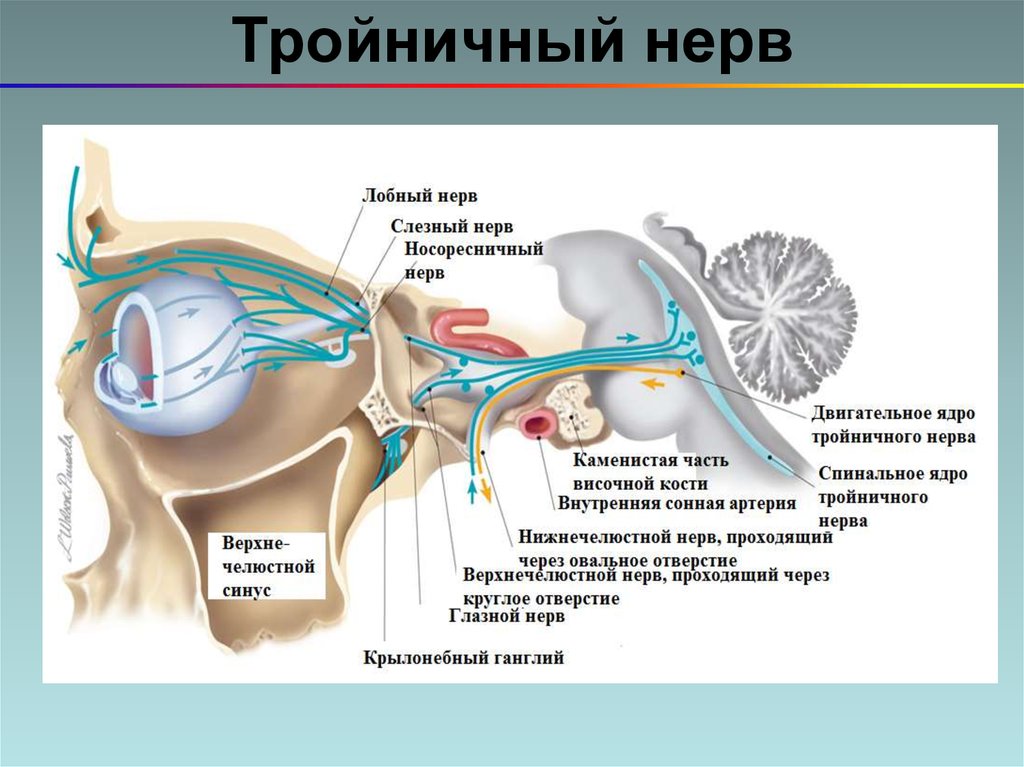 Тройничный нерв презентация