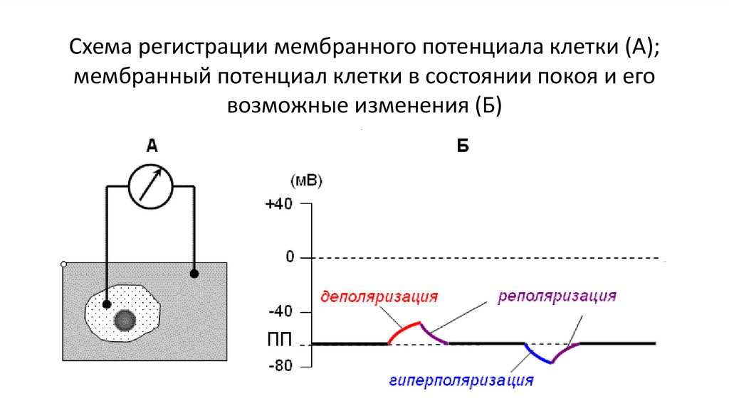 Схема регистрации мембранного потенциала клетки (А); мембранный потенциал клетки в состоянии покоя и его возможные изменения