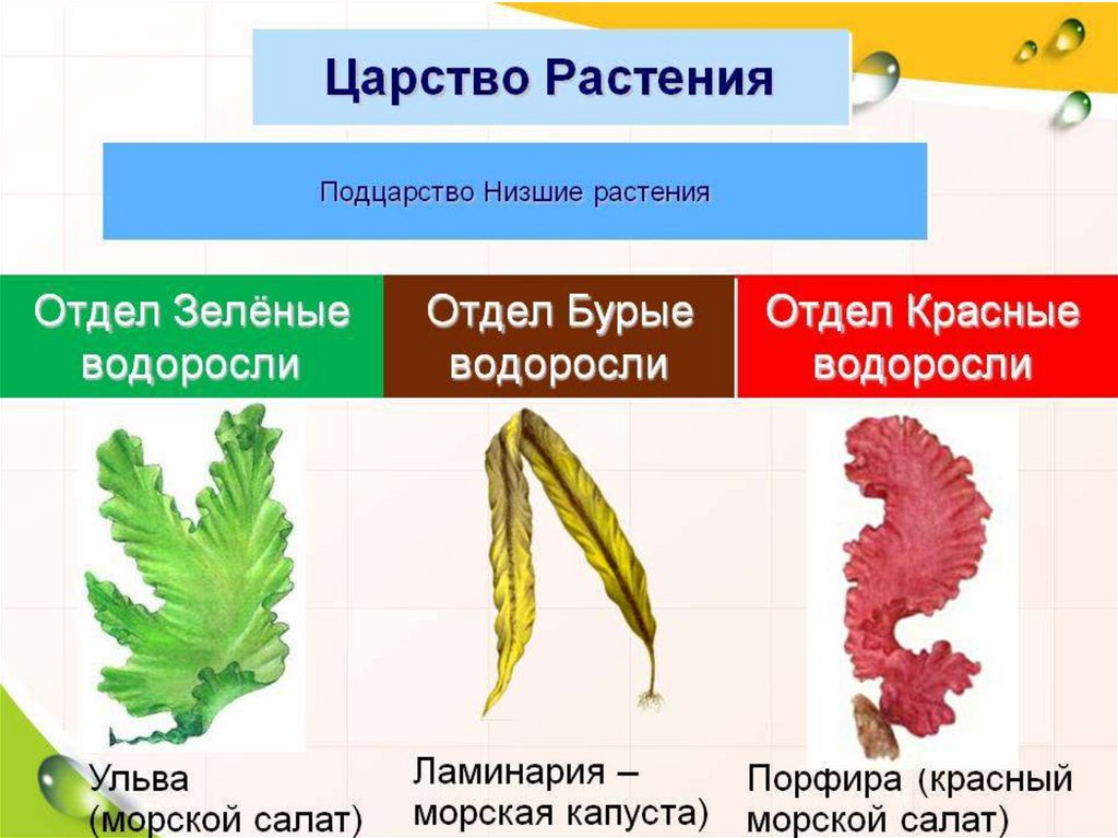 Какие растения относят к группе водорослей. Представители бурых водорослей названия 5 класс. Отдел бурых и красных водорослей. Низшие растения красные водоросли порфира. Пигменты бурых и красных водорослей.