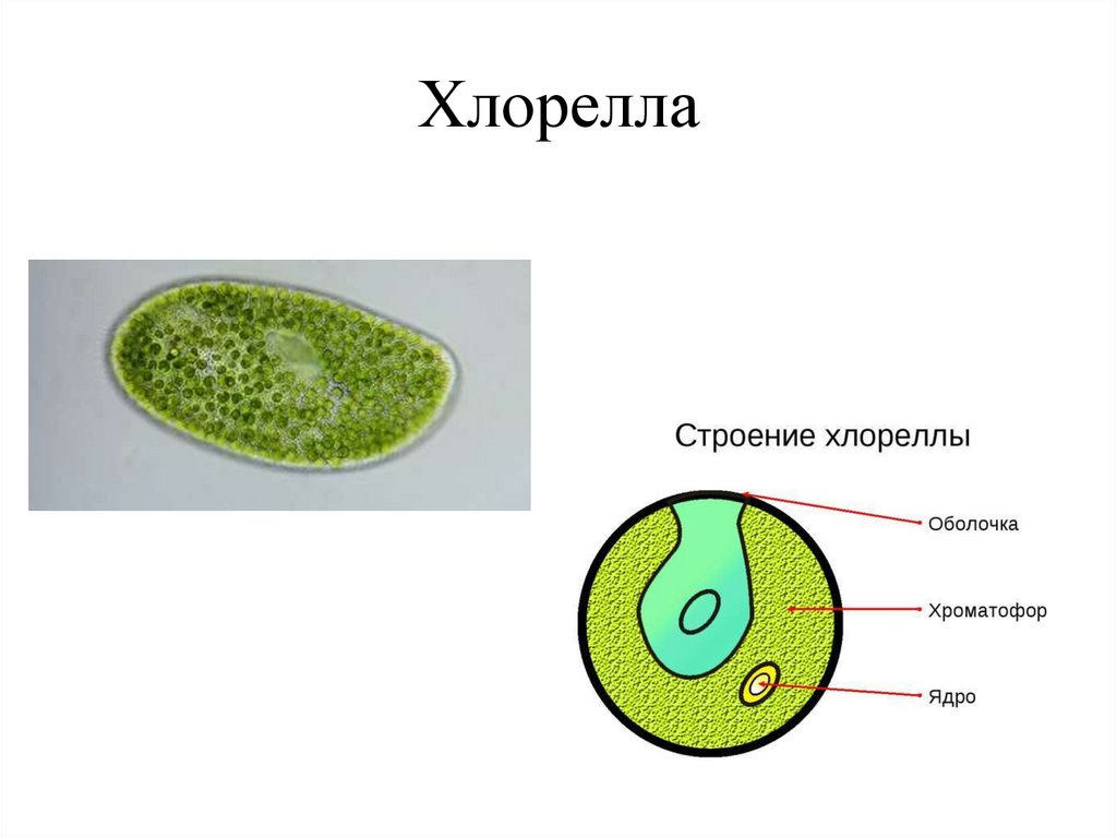Рисунок клетки водорослей. Схема строения клетки хлореллы. Строение клетки водоросли хлорелла. Хлорелла водоросль строение. Хлорелла водоросль клетка.