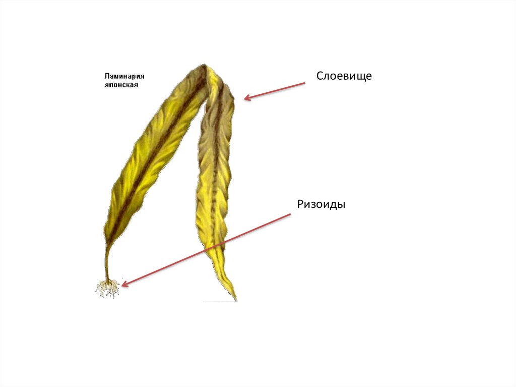 Слоевища ламинарии рисунок