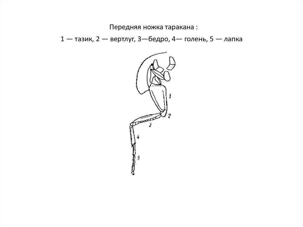 Передняя ножка таракана : 1 — тазик, 2 — вертлуг, 3—бедро, 4— голень, 5 — лапка