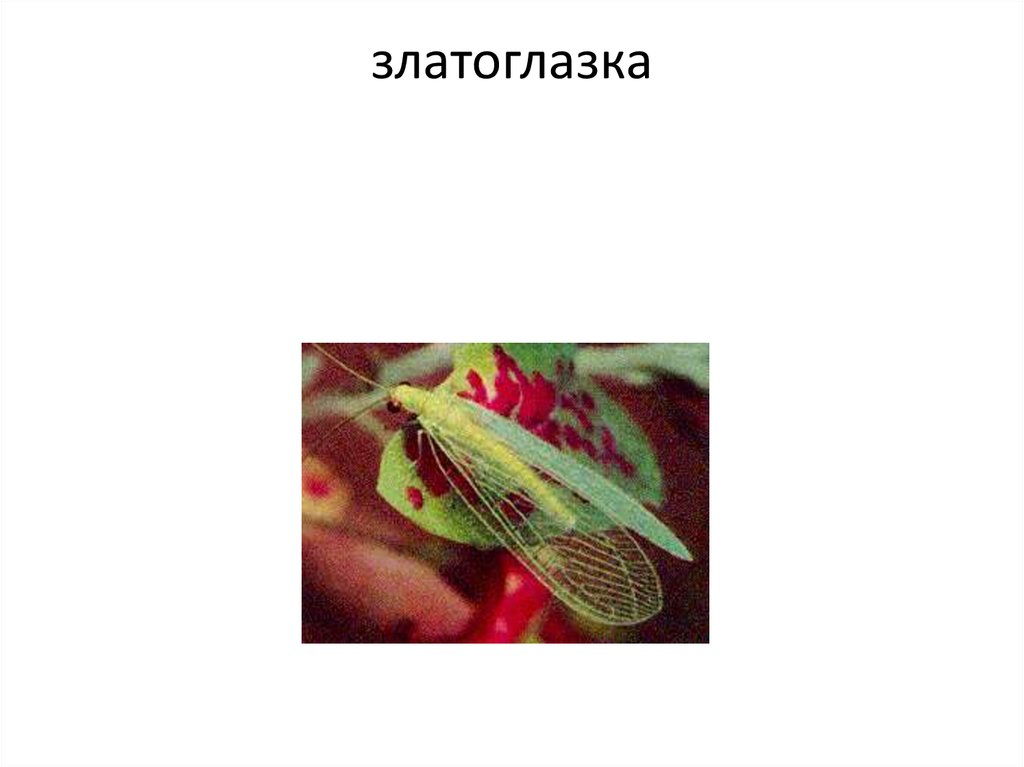 златоглазка