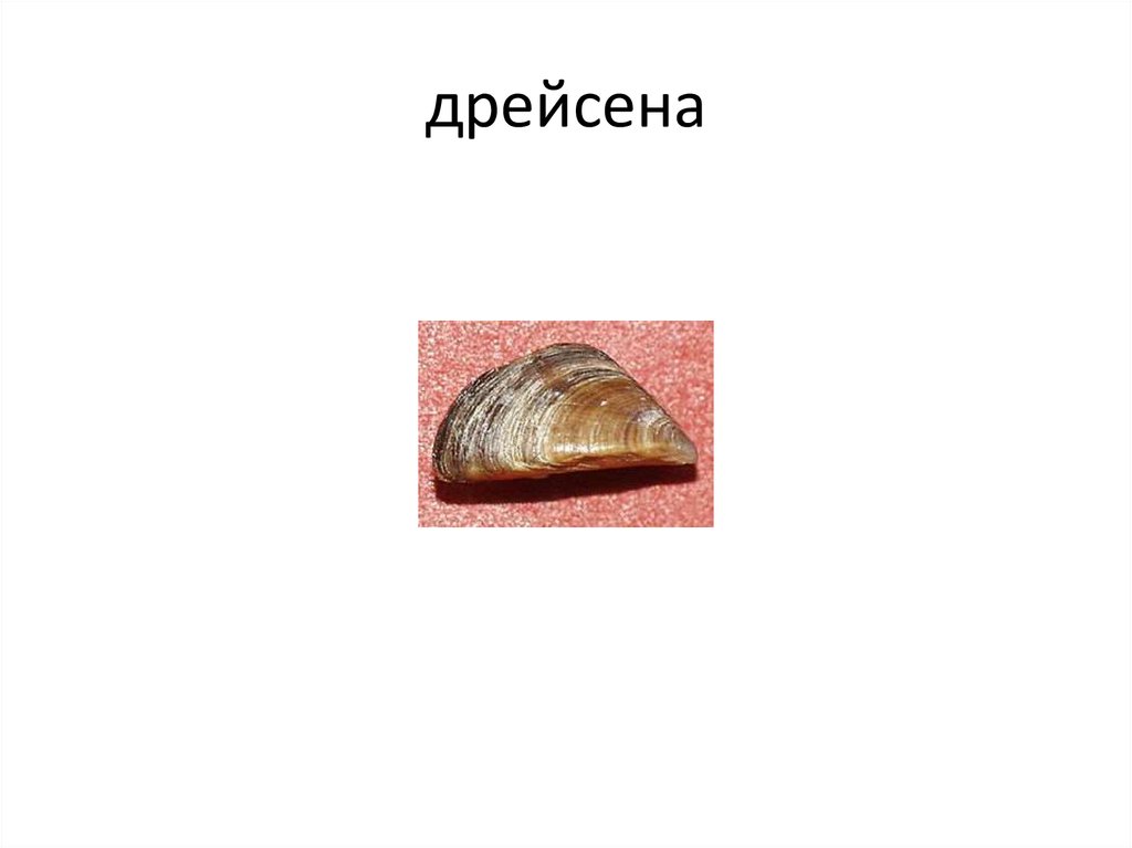 дрейсена