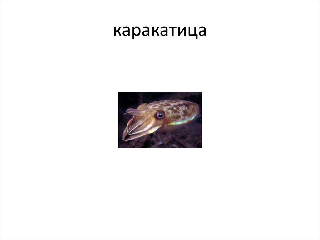 каракатица