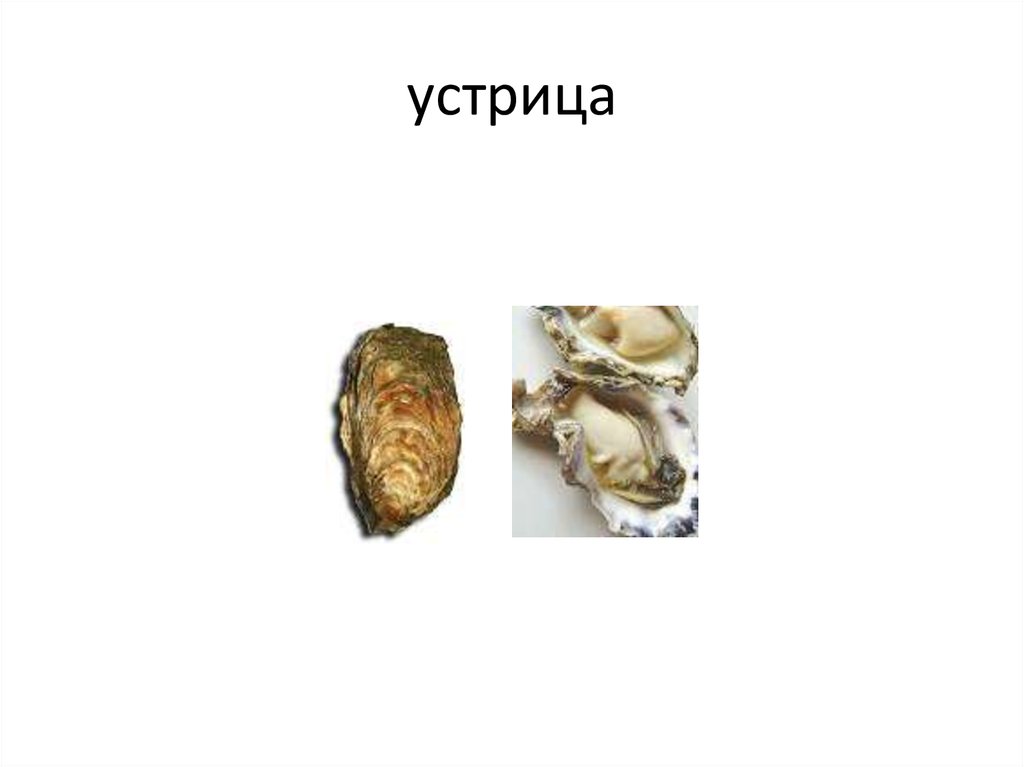 устрица
