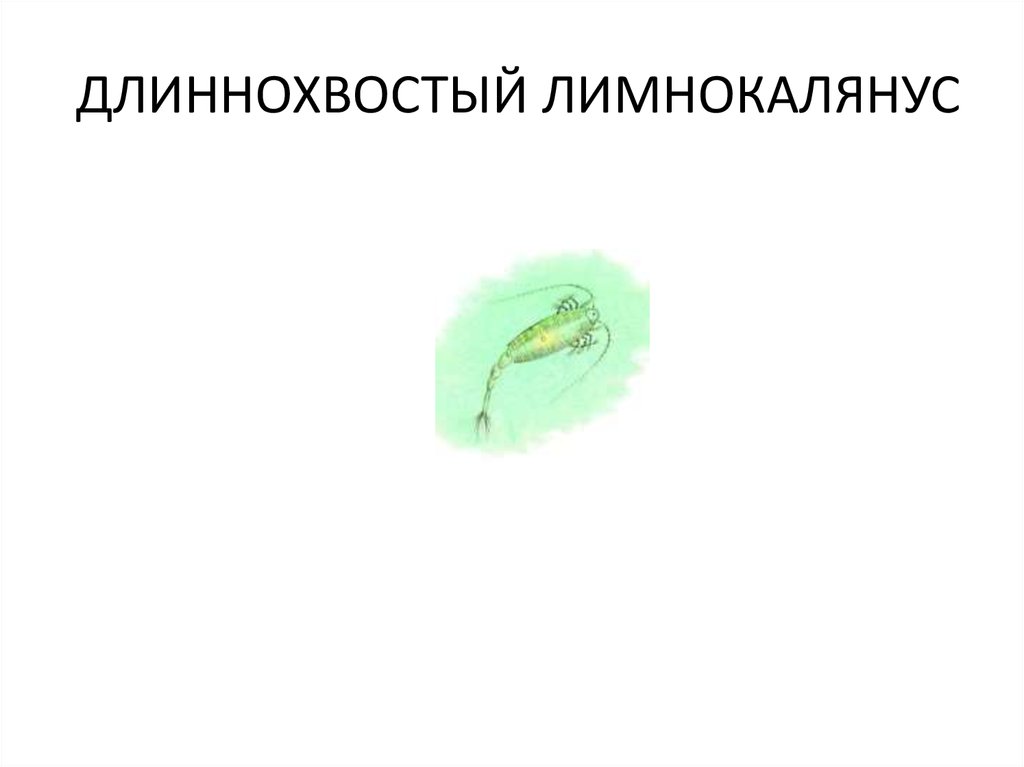ДЛИННОХВОСТЫЙ ЛИМНОКАЛЯНУС