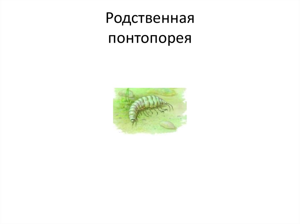 Родственная понтопорея