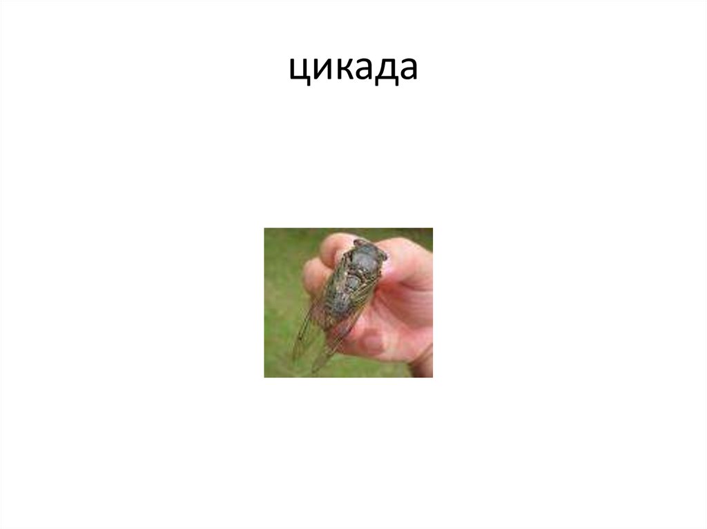 цикада