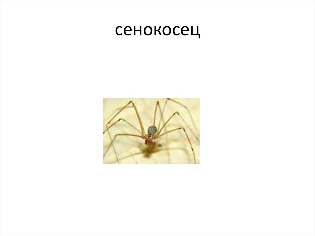 Паук сенокосец ядовитый или нет. Домовой паук отшельник и сенокосец. Строение паука сенокосца. Ядовит ли паук сенокосец.
