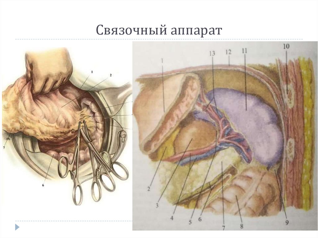 Связочный аппарат
