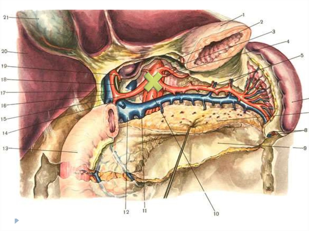 Селезенка топография. Кровоснабжение селезенки топографическая анатомия. Селезеночная артерия анатомия. Селезеночная артерия топография. Топография селезенки топографическая анатомия.