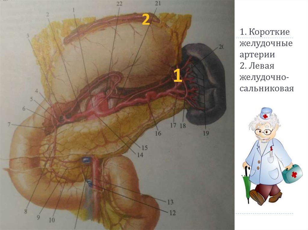 1. Короткие желудочные артерии 2. Левая желудочно-сальниковая