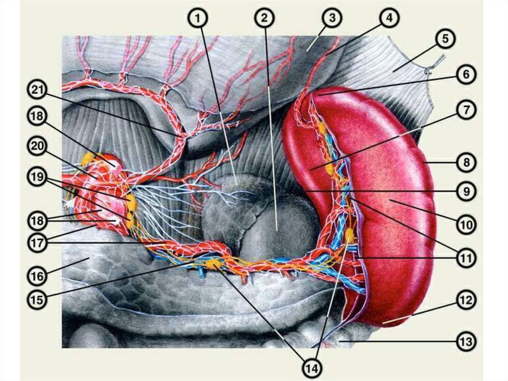 Селезенка орган брюшной полости человека. Селезенка анатомия топография. Селезенка топографическая анатомия. Селезенка анатомия синтопия.