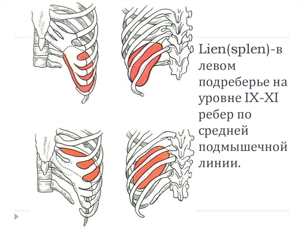 Splen латынь