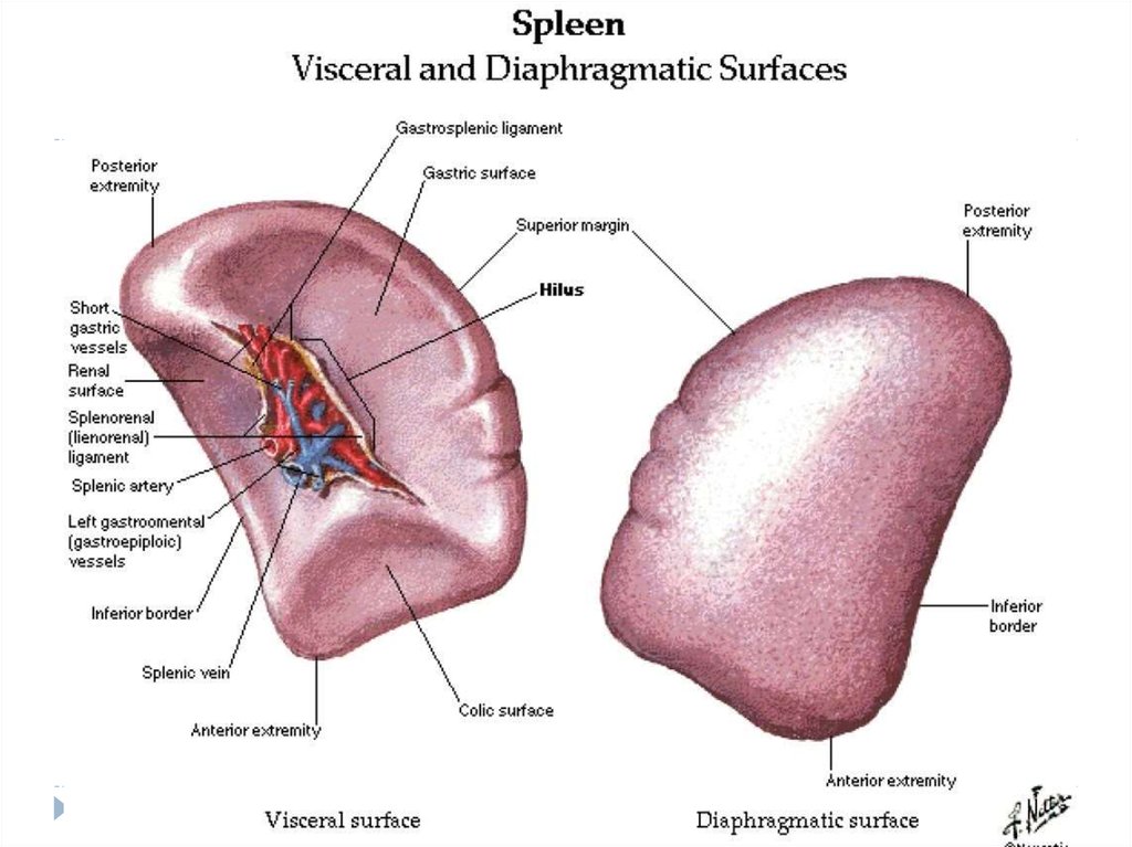 Рисунок селезенки с подписями