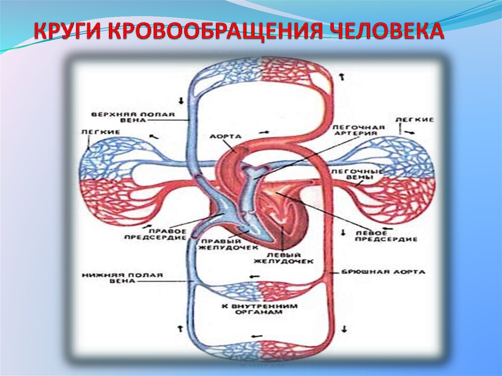 4 круга кровообращения у человека