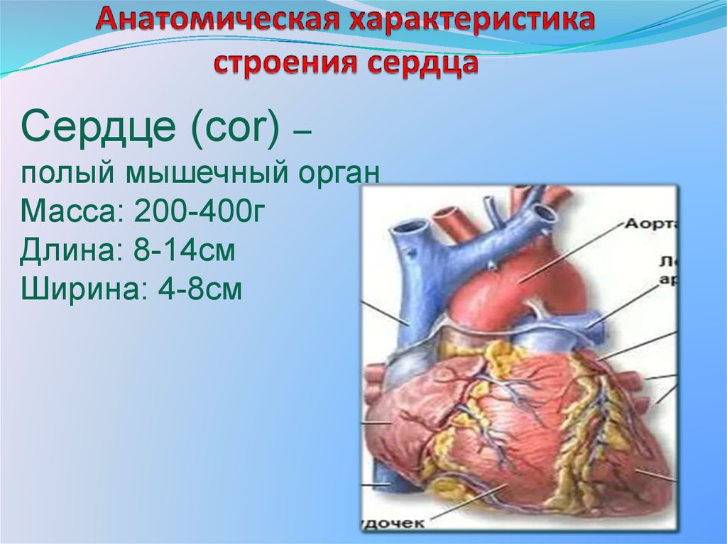 Презентация на тему сердце