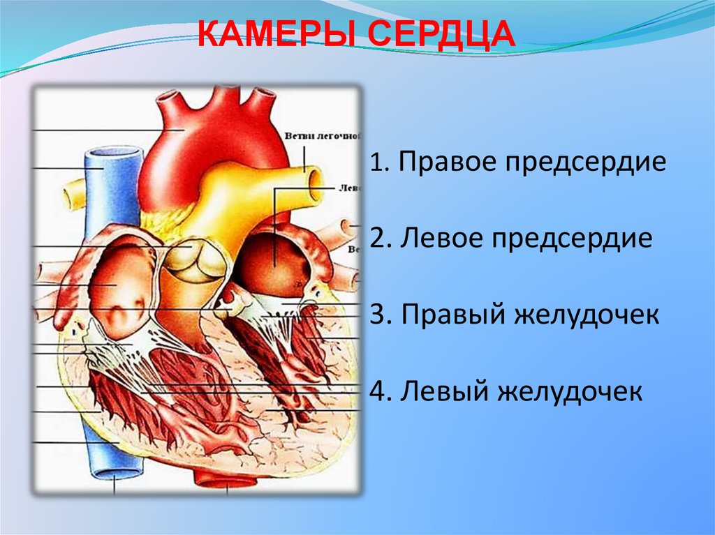 Сопоставьте типы реакции сердечно сосудистой системы на физическую нагрузку c рисунком