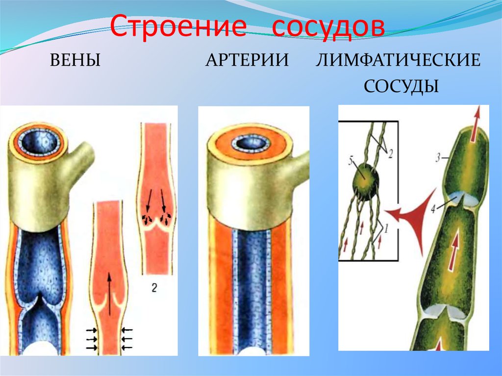 Особенности строения артерий вен