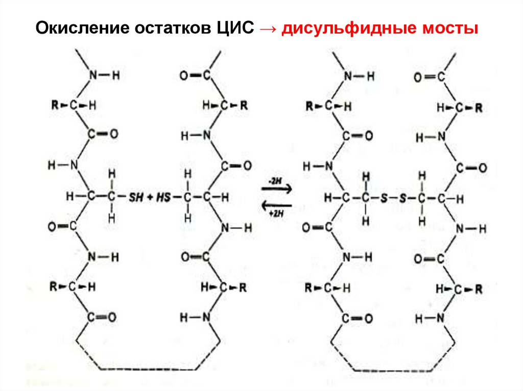 Окисление белка. Дисульфидные мостики между остатками цистеина. Дисульфидные мостики. Биохимия молекулярный уровень организации. Дисульфидный мостик между.