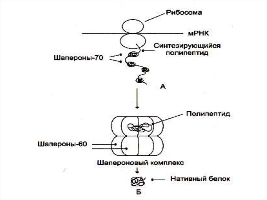 Окисление белков. Механизм всасывания макромолекулы и микромолекулы. Окислительное сочетание механизм. Презентация механизмы окислительной модификации белков. Механизм обезвреживания чужеродных макромолекул.