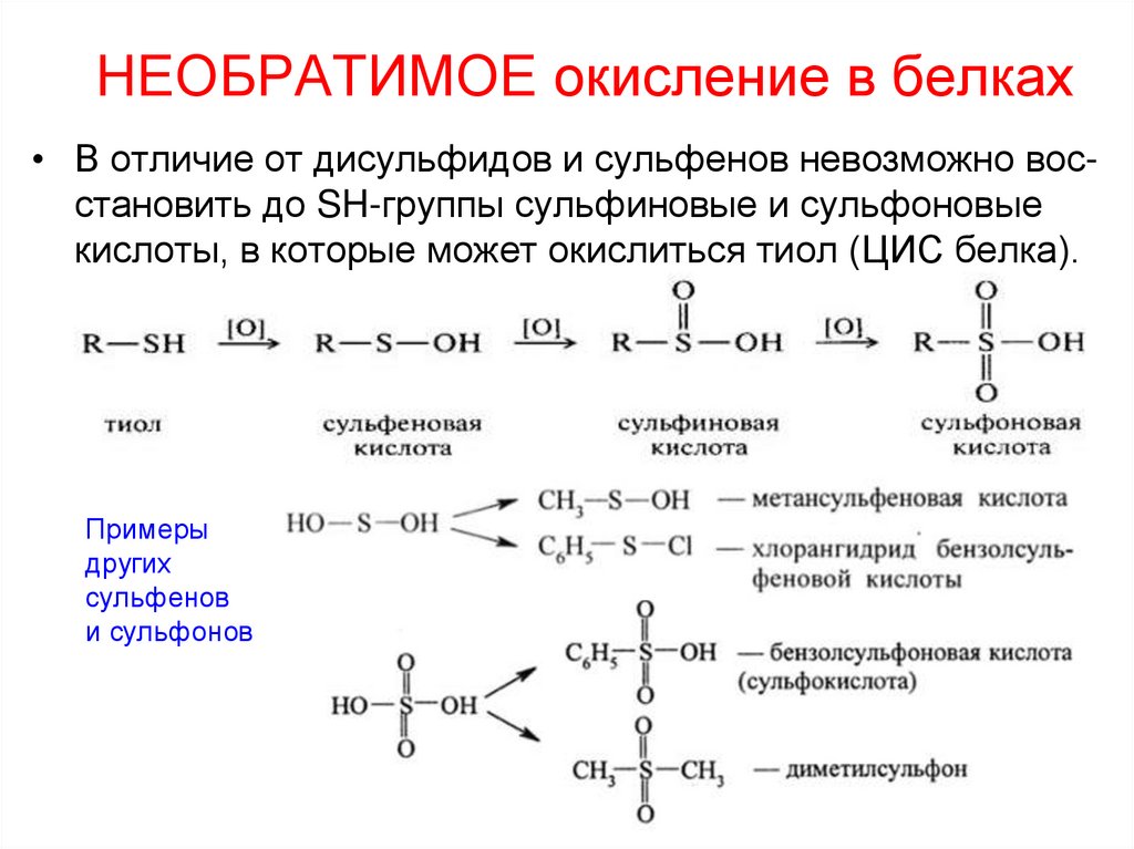 Окисление белков. Перекисное окисление белков. Окисление белка. Окисление белка реакция.