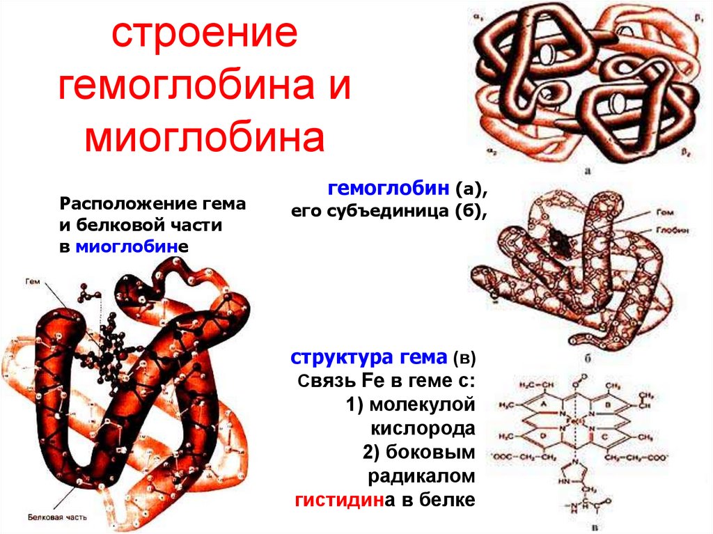 Гемоглобин биохимия презентация