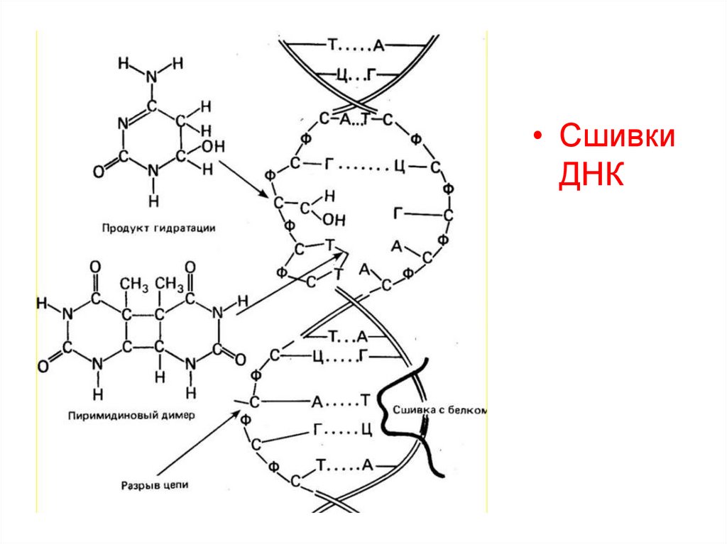 В днк есть белок. Сшивки ДНК-белок. Поперечные сшивки между нитями ДНК. Межнитевая сшивка ДНК. ДНК белковые сшивки.