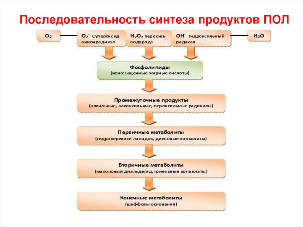 Этап первичного синтеза