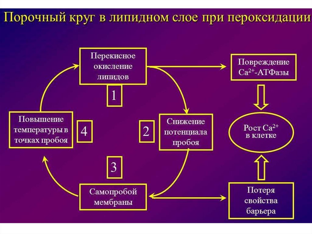 Порочный это. Порочный круг. Синдром пероксидации. Механизм порочного круга. Порочный круг повреждения клетки.