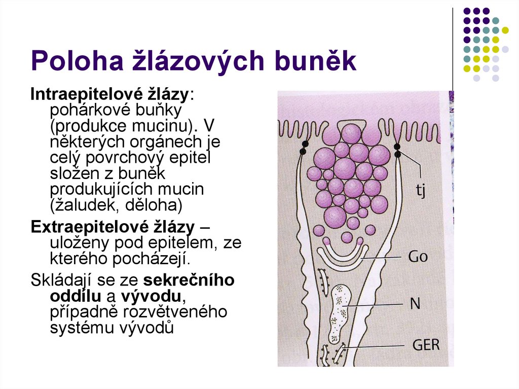 Poloha žlázových buněk